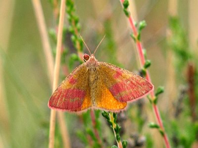 Zuringspanner, Lythria cruentaria.JPG